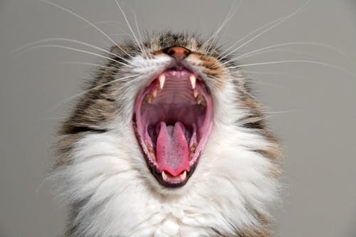 Chat qui perd ses dents : Comprendre et agir Chat qui perd ses dents : Comprendre et agir