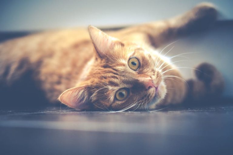 Chat qui vomit de la bile : Comprendre et agir Chat qui vomit de la bile : Comprendre et agir