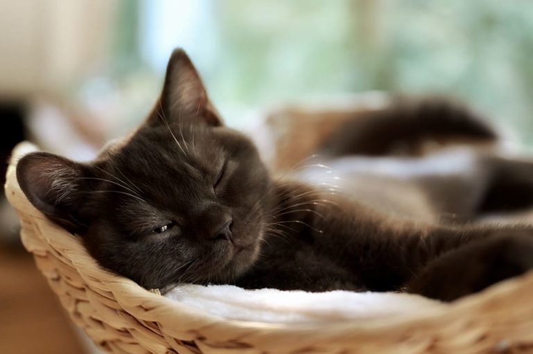 Chat qui ronronne tout le temps : Pourquoi et que faire ? Chat qui ronronne tout le temps : Pourquoi et que faire ?