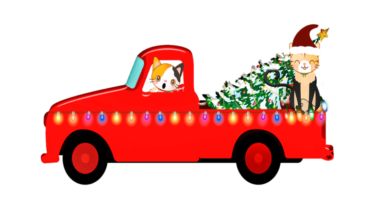 Chat qui miaule en voiture : Que faire ?
