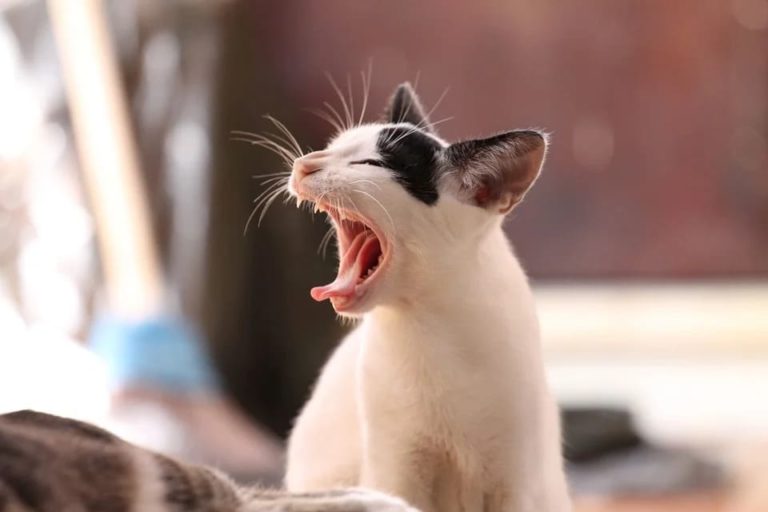 Chat qui tousse comme s’il allait vomir : Comprendre et agir Chat qui tousse comme s’il allait vomir : Comprendre et agir
