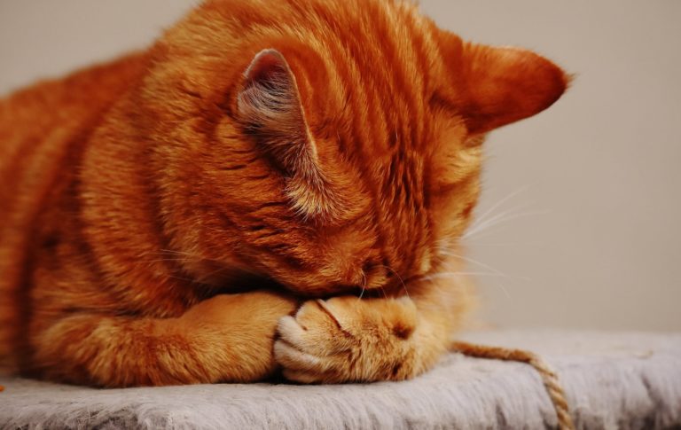 Chat qui vomit jaune et ne mange plus : Pourquoi et que faire ? Chat qui vomit jaune et ne mange plus : Pourquoi et que faire ?
