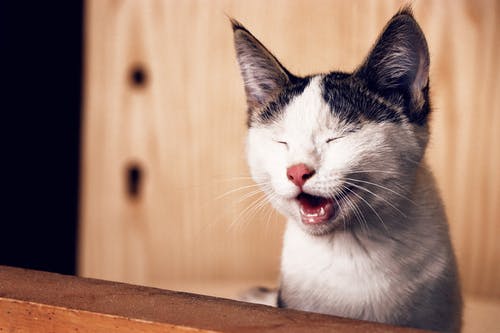 Chat qui vomit du sang : Comprendre et agir Chat qui vomit du sang : Comprendre et agir
