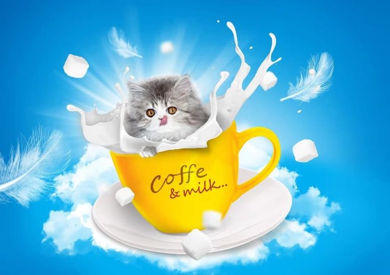 Donner du lait au chat : Tout ce qu’il faut savoir Donner du lait au chat : Tout ce qu’il faut savoir