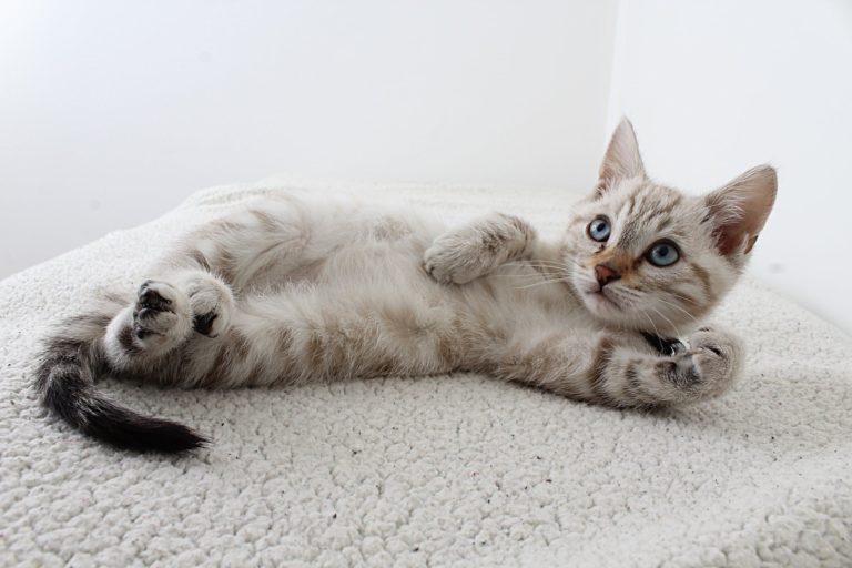 Chat qui bave gluant : Pourquoi et que faire ? Chat qui bave gluant : Pourquoi et que faire ?