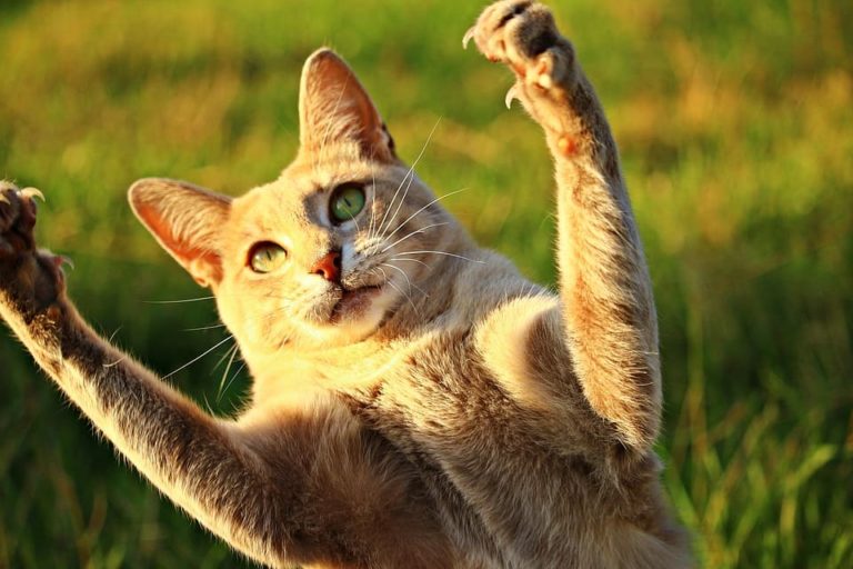 Chat qui boite sans blessure apparente : Pourquoi et que faire ? Chat qui boite sans blessure apparente : Pourquoi et que faire ?