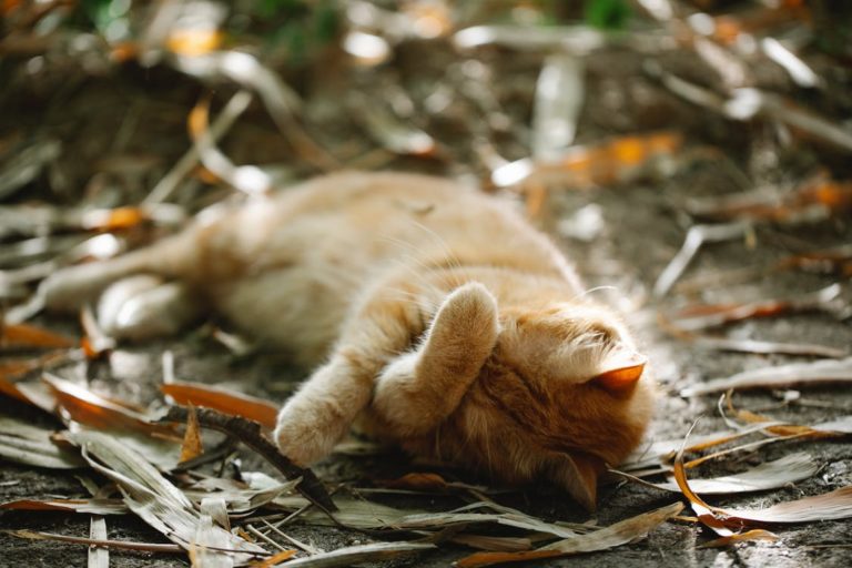 chat qui tombe