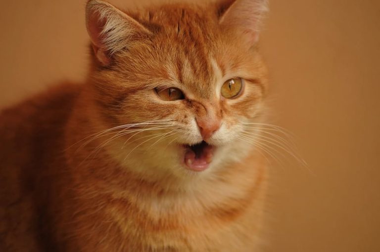 Chat qui éternue souvent : Pourquoi et que faire ? Chat qui éternue souvent : Pourquoi et que faire ?