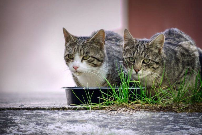 chat mange pas 7 jours