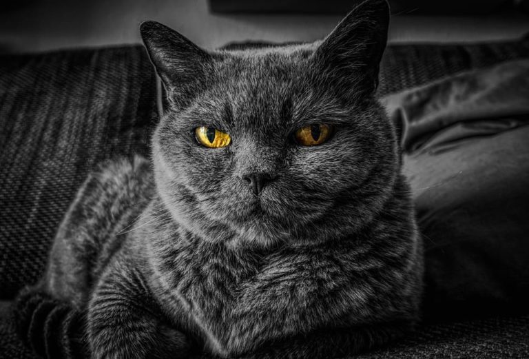 Chat qui respire fort : Comprendre et agir