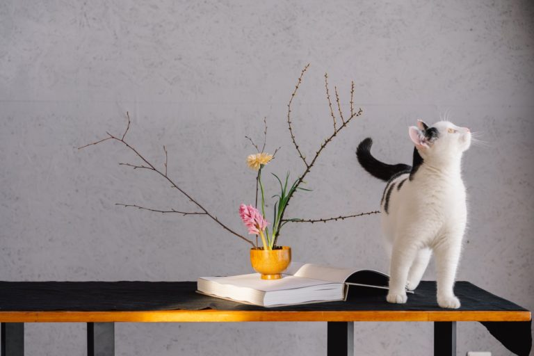 Chat qui respire vite : Pourquoi et que faire ?