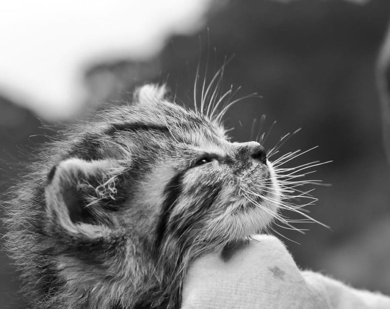Que veut dire un chat qui ronronne ?