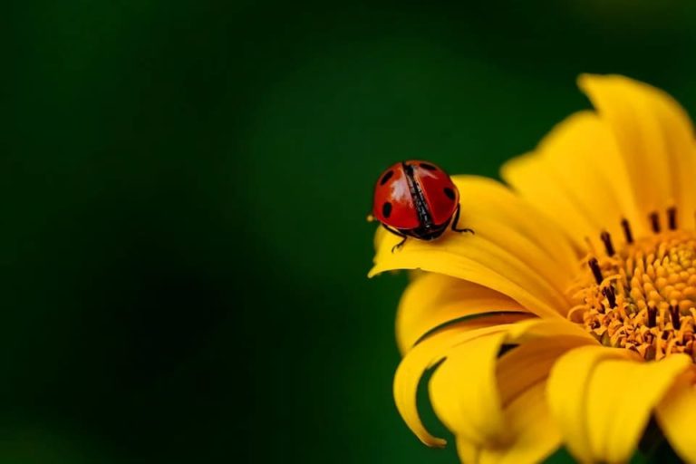 allergie pollen chat