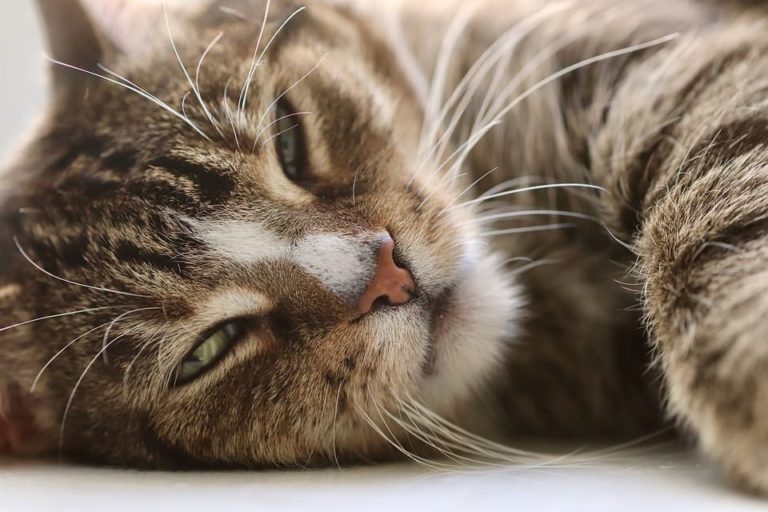 Chat qui cligne lentement des yeux en me regardant : Ce qu’il faut savoir Chat qui cligne lentement des yeux en me regardant : Ce qu’il faut savoir