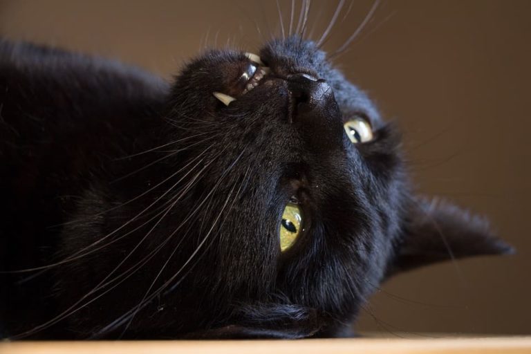 Chat qui a une dent noire : Pourquoi et que faire ? Chat qui a une dent noire : Pourquoi et que faire ?