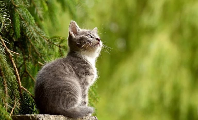 Chat qui a une diarrhée jaune : Pourquoi et que faire ?