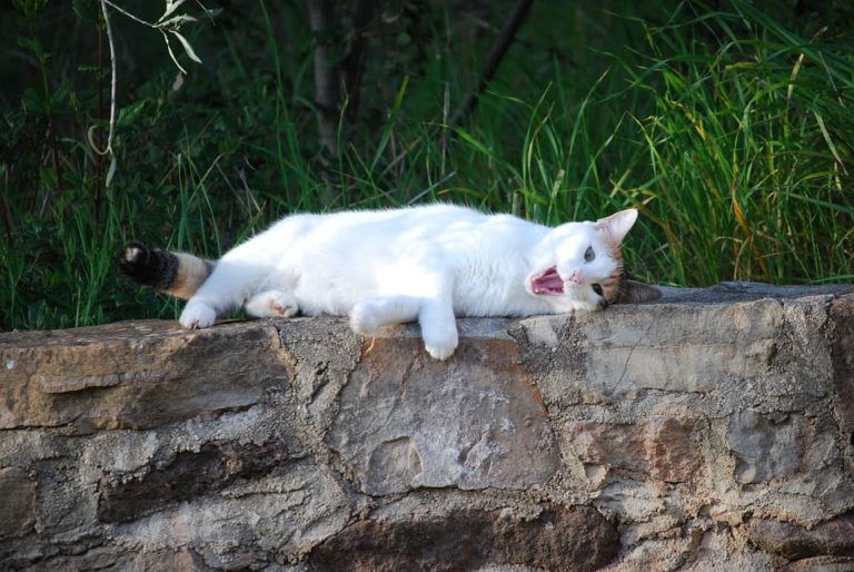 chaton seul