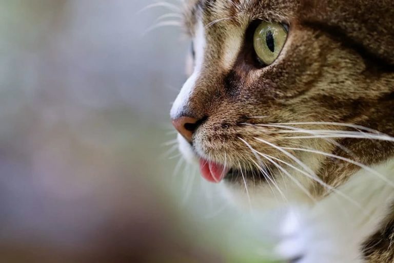 Chat qui éternue au printemps : Pourquoi et que faire ?