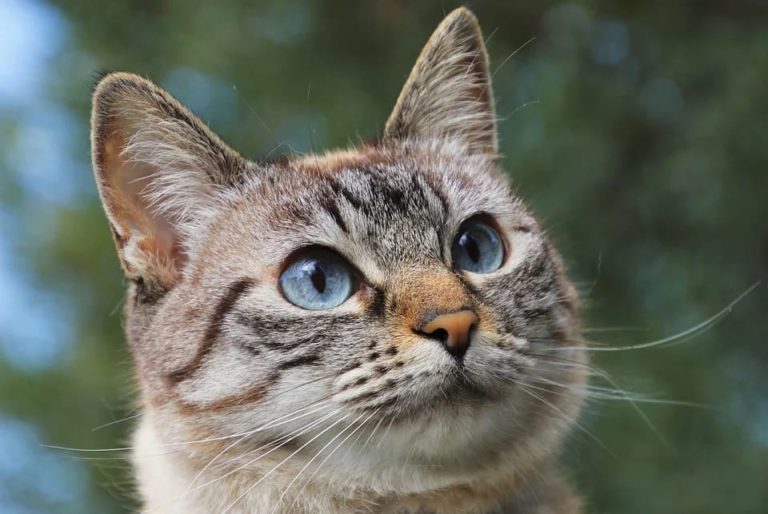 Chat qui se gratte l’oreille : Pourquoi et que faire ? Chat qui se gratte l’oreille : Pourquoi et que faire ?