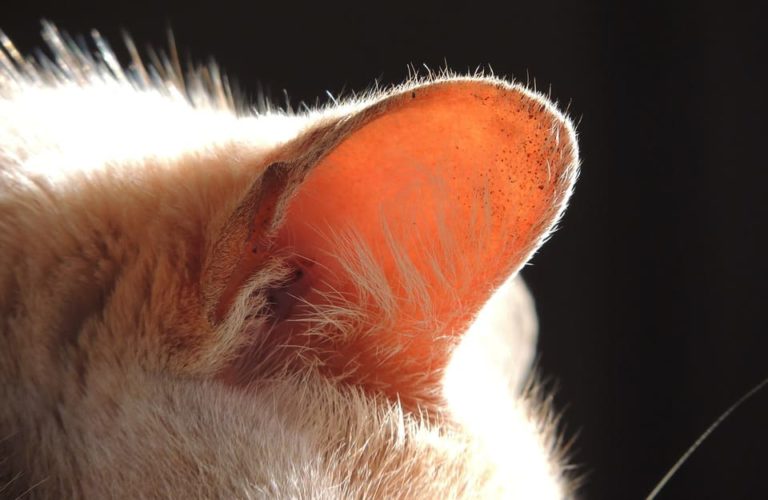 Chat qui se gratte les oreilles au sang : Pourquoi et que faire ?