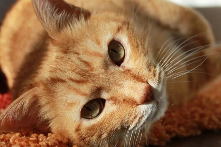 Comment mettre des gouttes dans les yeux d’un chat ? Comment mettre des gouttes dans les yeux d’un chat ?