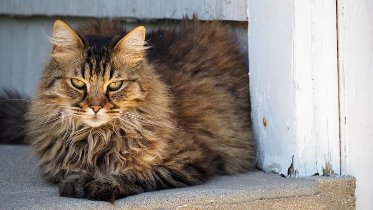 Chat percuté par une voiture : Comment réagir ? Chat percuté par une voiture : Comment réagir ?