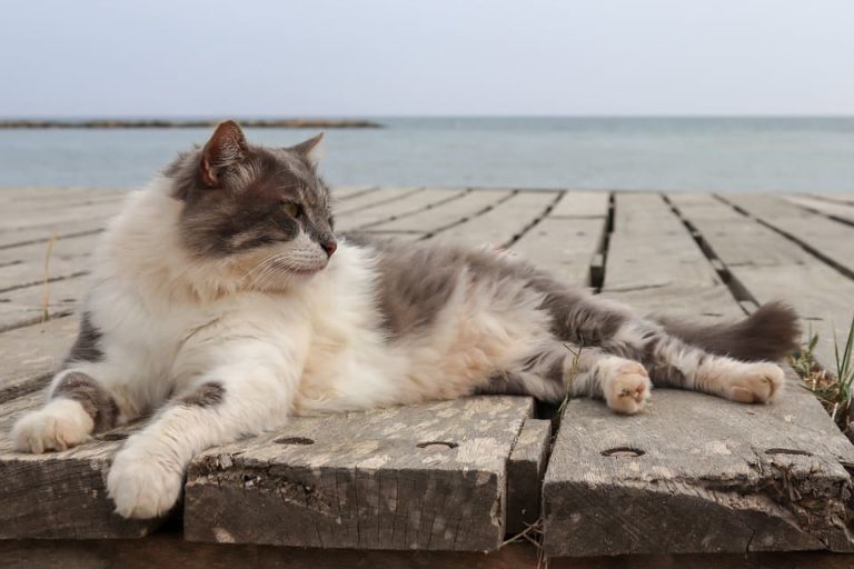Chat qui perd ses poils par endroit : Pourquoi et que faire ?