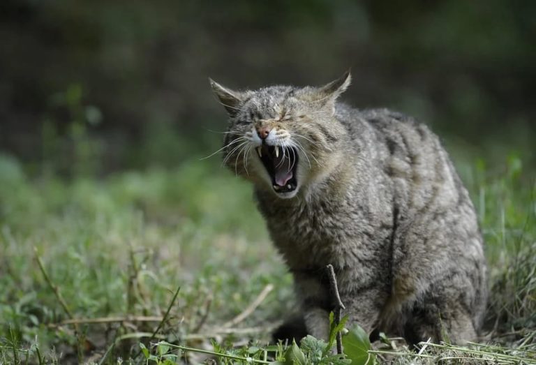 Chat qui a une dent jaune : Pourquoi et que faire ?