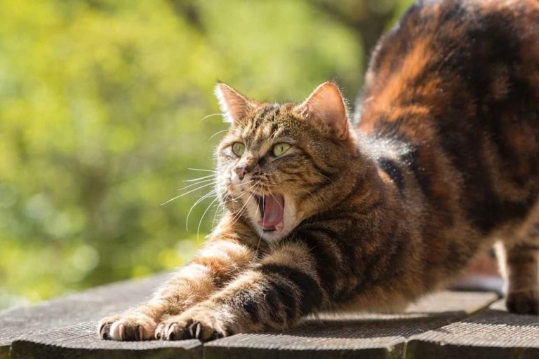 Chat qui vomit tous les jours : Pourquoi et que faire ?