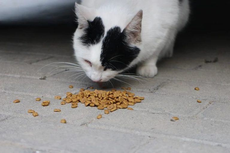 Vieux chat qui ne mange plus : Pourquoi et que faire ? Vieux chat qui ne mange plus : Pourquoi et que faire ?