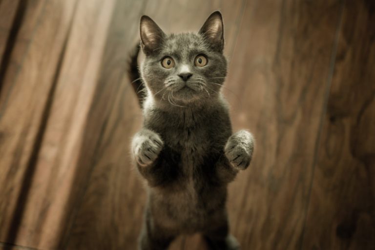 Chat qui fait pipi sur son maitre : Pourquoi et que faire ?