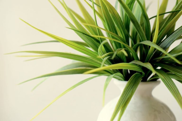 empecher chat aller plantes