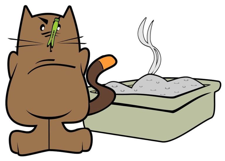 ou mettre litiere chat