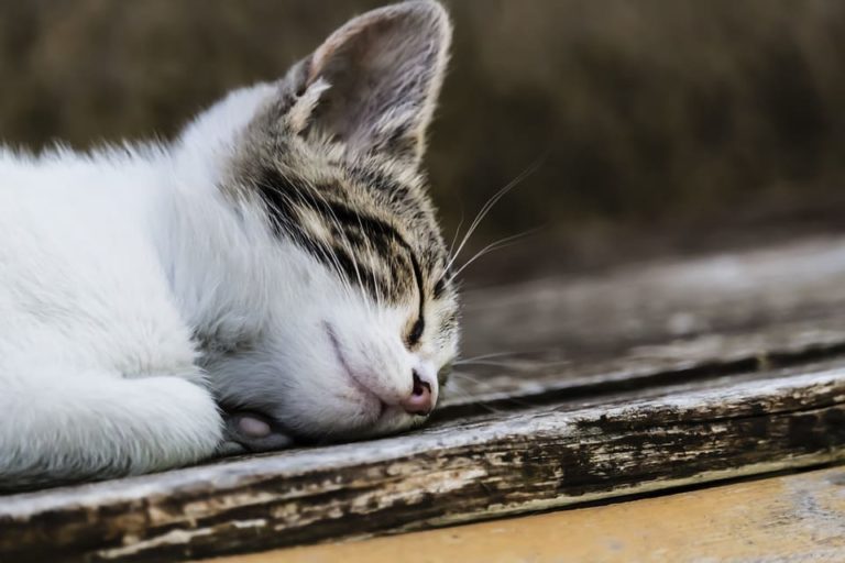 a quoi revent les chats