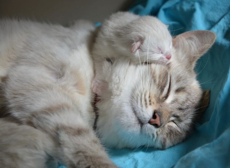 Les chats aiment-ils bisous : Je vous dis tout