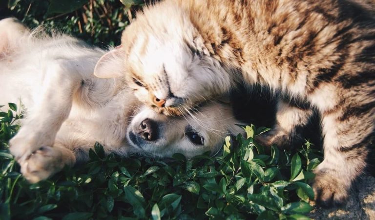 chat amoureux