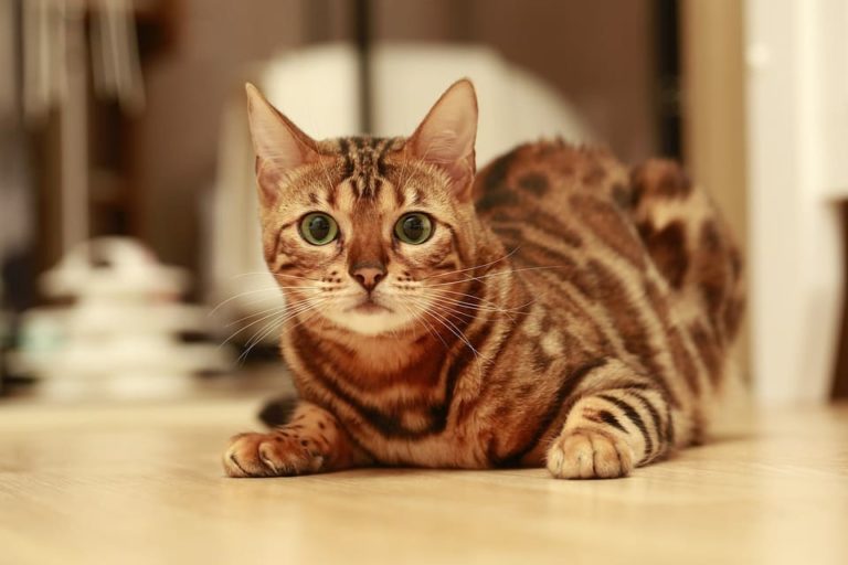 Mon chat m’attaque quand je le gronde : Pourquoi et que faire ?