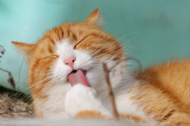 Chat qui cligne des yeux : Pourquoi et que faire ? Chat qui cligne des yeux : Pourquoi et que faire ?