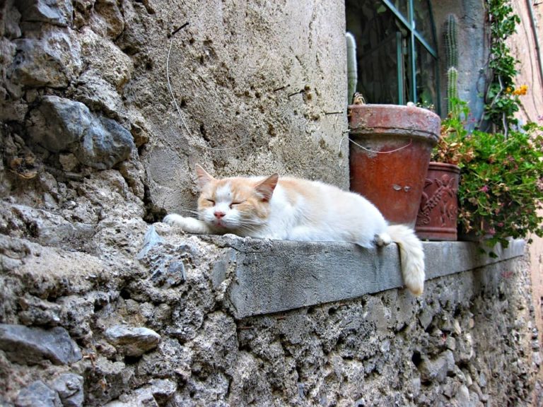 Mon chat ne dort plus avec moi : Pourquoi et que faire ?