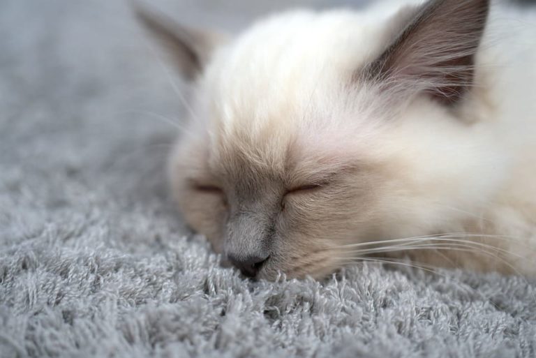Chat qui dort la tête contre le coussin : Tout ce qu’il faut savoir
