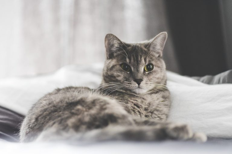 enfermer son chat dans une piece