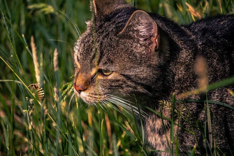 chat et piqure de guepe