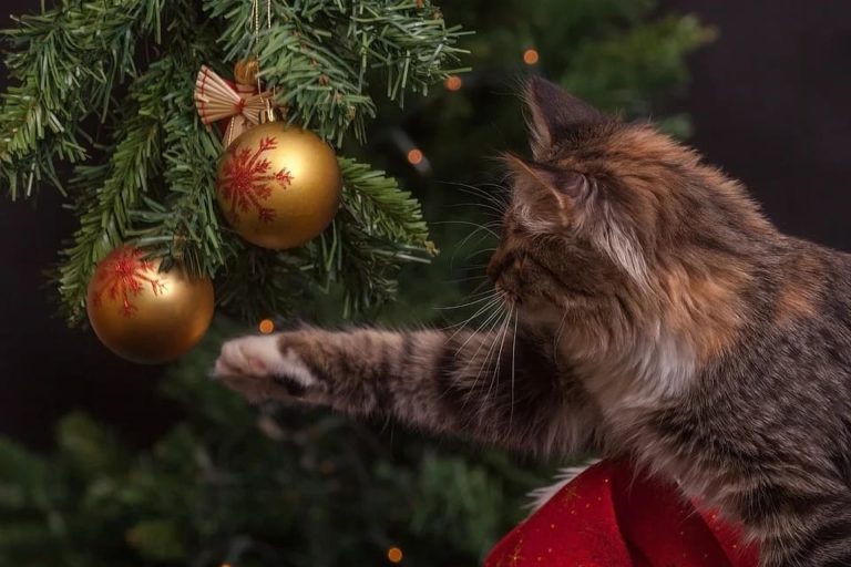 chat sapin de noel