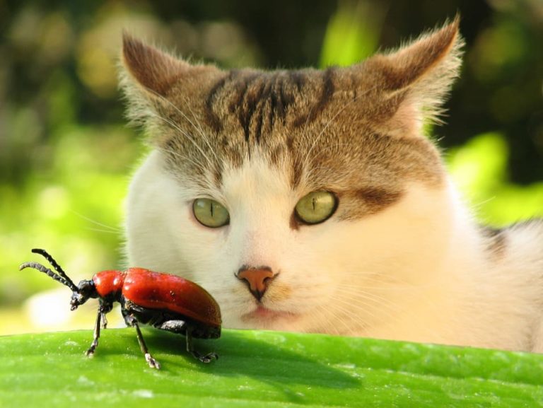 mon chat mange des insectes