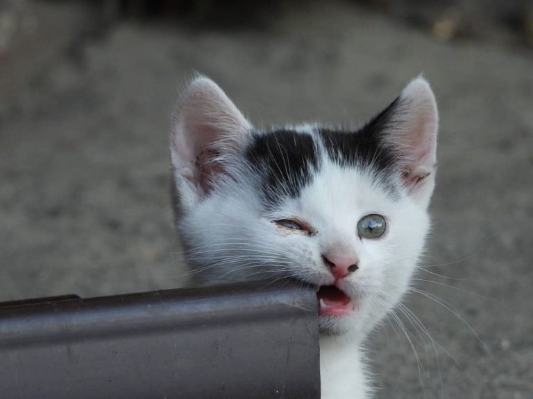 Pourquoi les chats mordent les couvertures ?