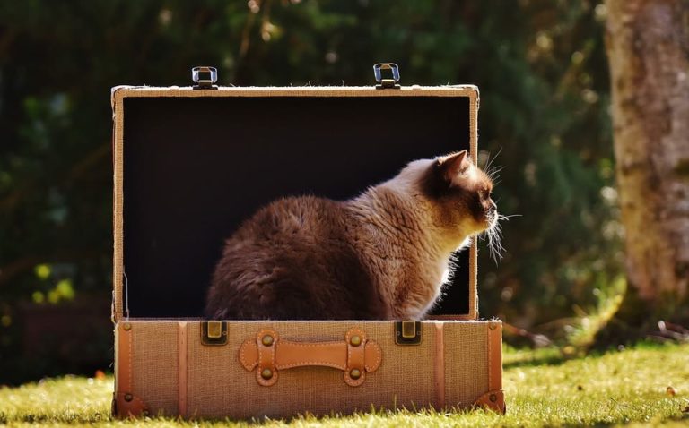 Mon chat n’est pas rentré : Pourquoi et que faire ?