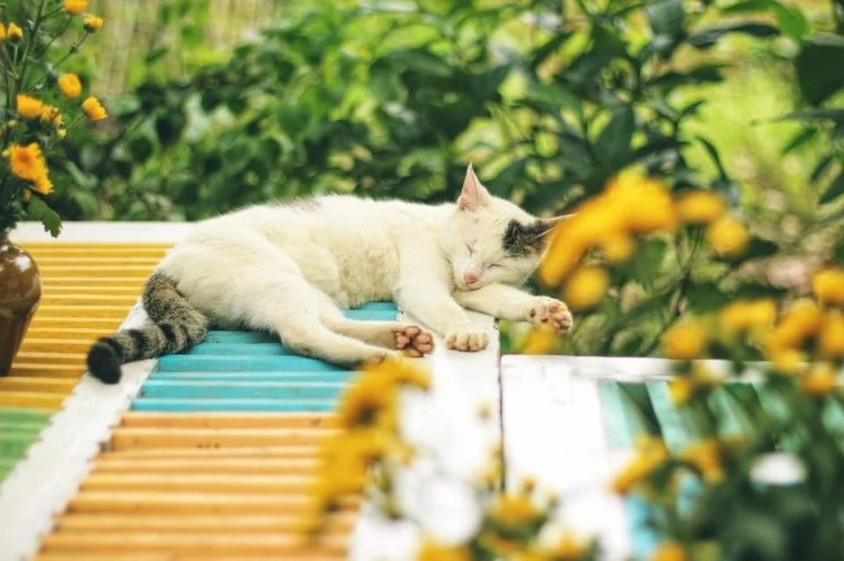 Chat qui n’arrive pas a faire caca : Pourquoi et que faire ?