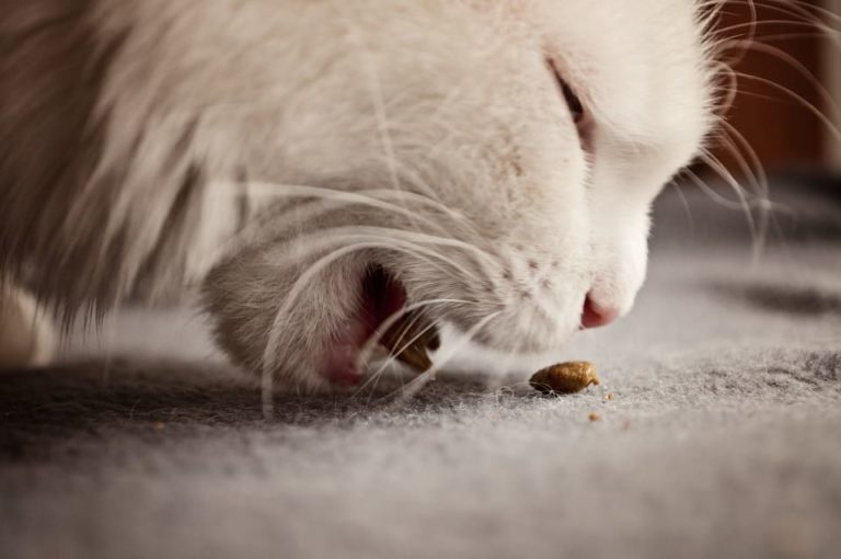 Mon chat ne mange plus ses croquettes : Pourquoi et que faire ? Mon chat ne mange plus ses croquettes : Pourquoi et que faire ?