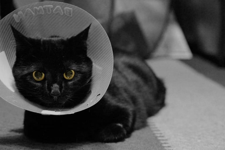 Mon chat ne supporte pas la collerette : Pourquoi et que faire ?