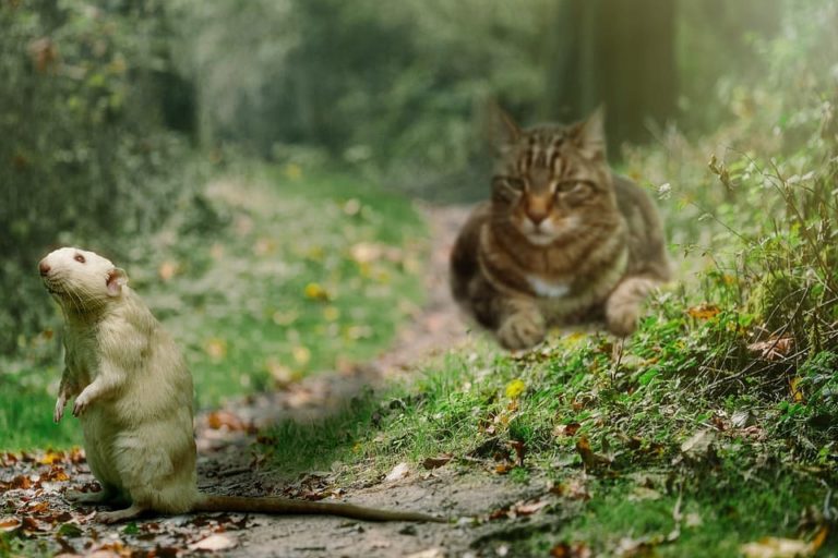 Pourquoi les chats sont impuissants face aux rats ?